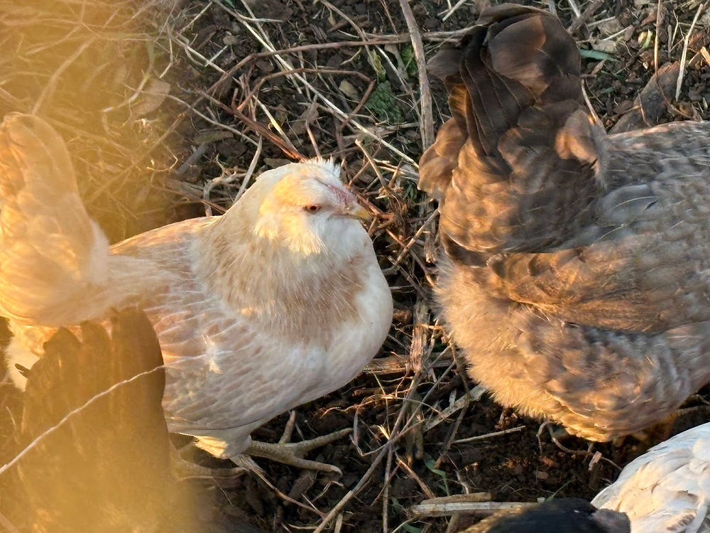 Growing Chickens