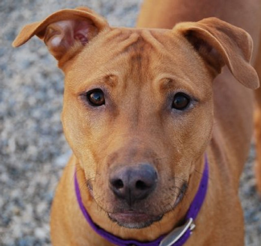 Red American Pitbull Terrier staring at camera