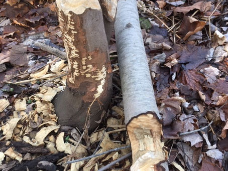 Oh deer!  Time for your close-up.