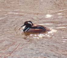 Merganser1.jpeg