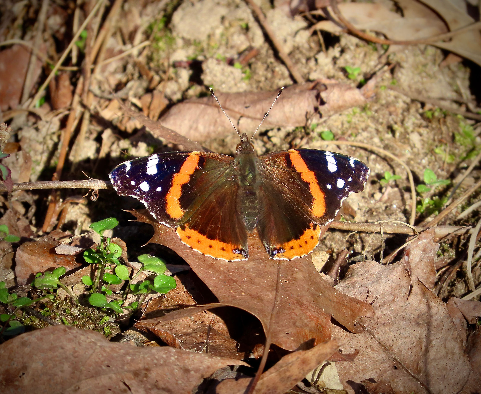 Red Admiral