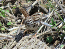 Song Sparrow1.jpeg