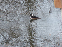 Merganser2.jpeg