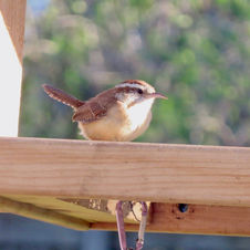 Carolina Wren.jpeg