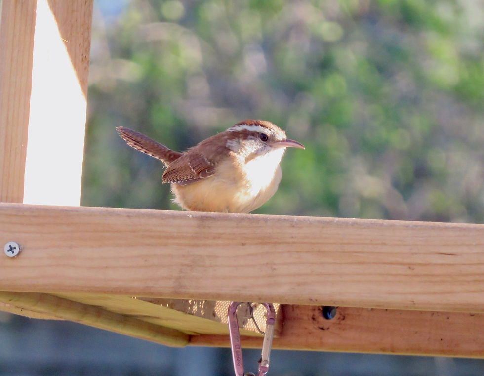 Carolina Wren