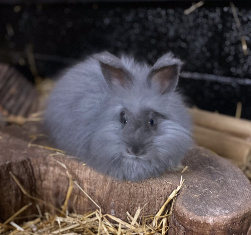 Blue english angora rabbit