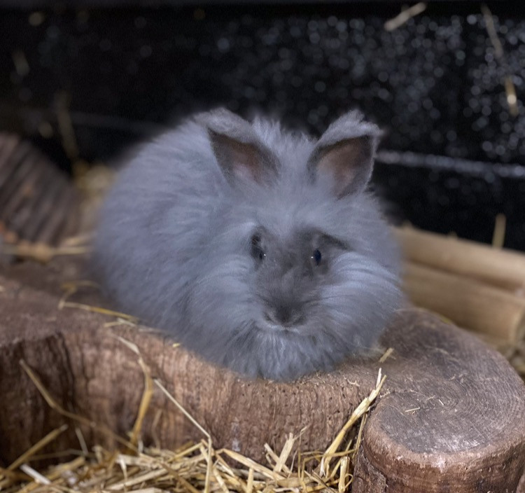 Angora Rabbit Fibre 1oz (Blue)