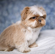 Side view of Theodore, a male Shih Tzu puppy, sitting on a white blanket