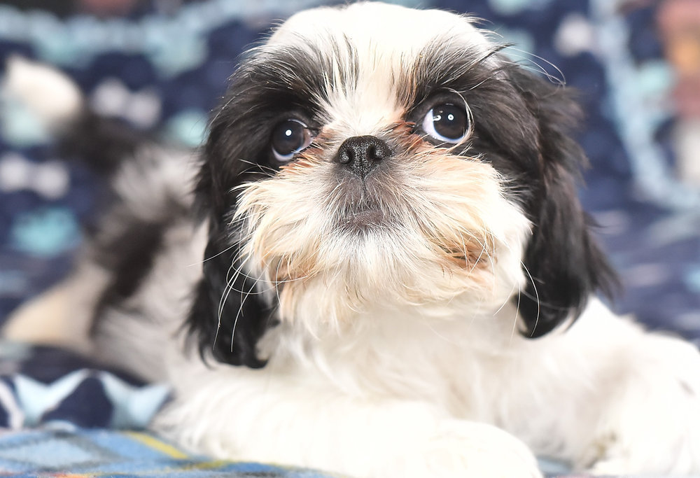 Sitzhu Available Shih Tzu