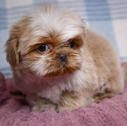 Tiny Shih Tzu puppy sitting upright on a pink blanket with fluffy tan and white fur