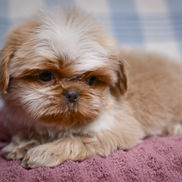 Small Shih Tzu puppy lying on a pink blanket with tan and white fur and a calm expression