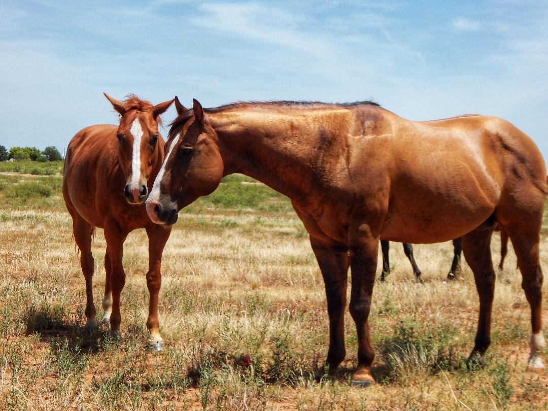 dale veterinary clinic