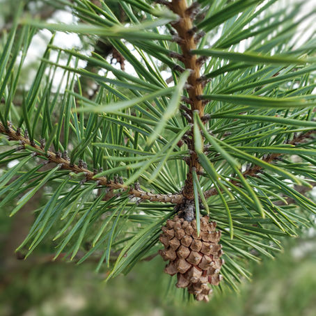 Otonabee Gravel Pit Conservation Area - April 2022