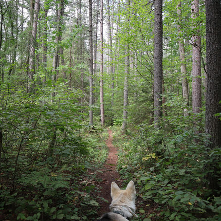 Petroglyphs Provincial Park - September 6th, 2021