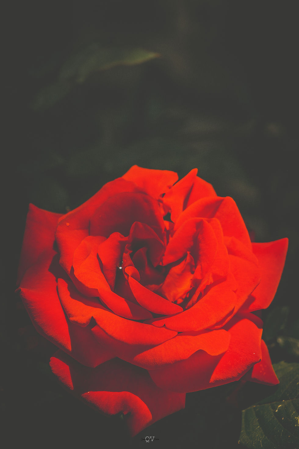 Close Up Flower 11x14 (print only)