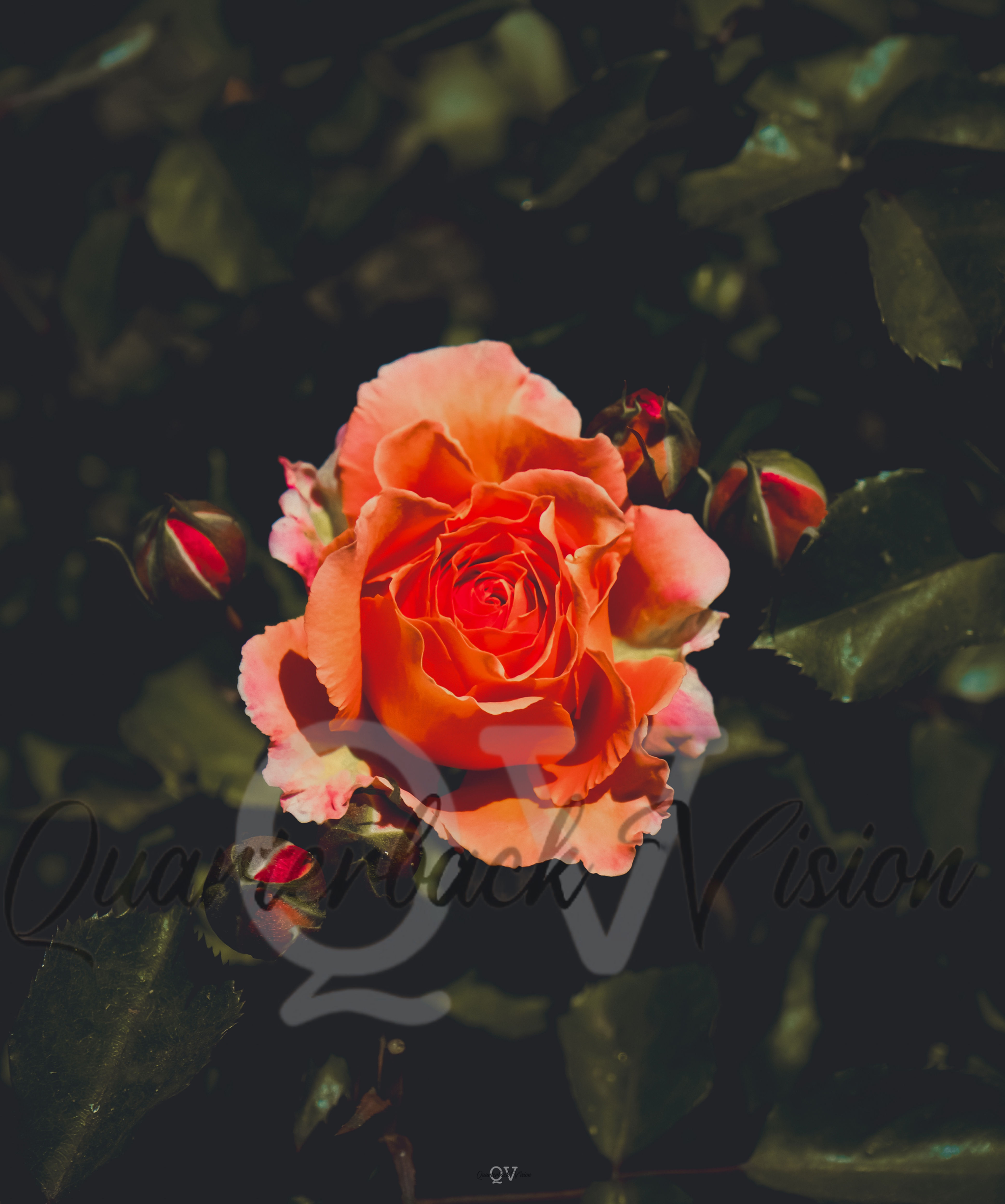 Peach Color Flower 11x14 (print only)