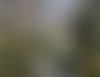 坂田家にも山桜が咲きました