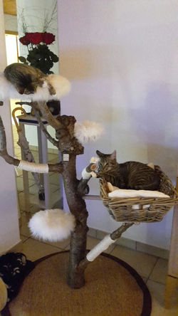 Katzen Nala und Balu auf Yes