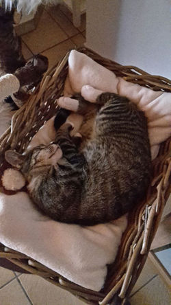 Katzenbaum; kuschelig muss es sein