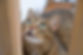 DSC_2539.jpeg