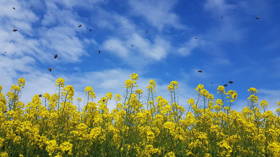 WhatsApp Image 2023-05-12 at 22.10.10.jpeg