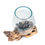 Thumbnail: Crafted Driftwood Aquarium, Mini Fish Tank, Molten Glass Bowl, Tropical Aquarium