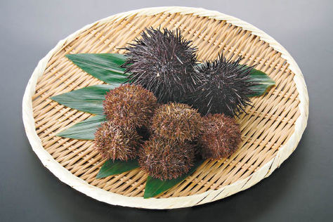 「海膽肉」到底是什麼來的?