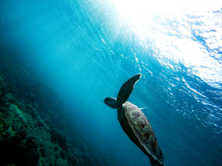 Private Chef Stephanie Cormack | Core Culinary Dining