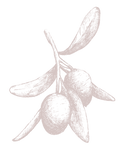Ölzweig