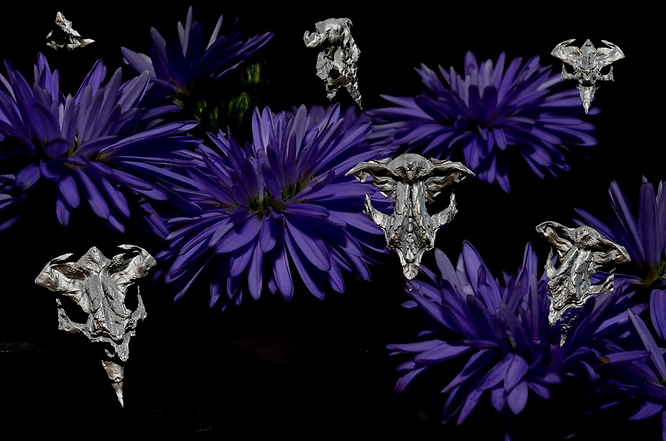2.1. A - aster flower virus.jpg.png