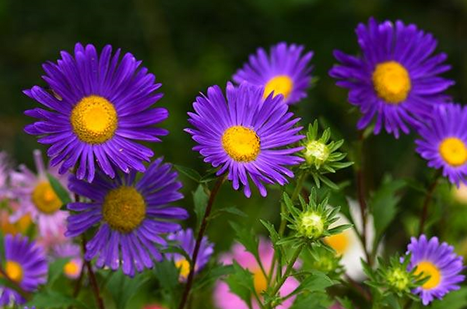 1.1. A - aster flowe.jpg.png