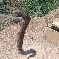 Amparo – Captura de uma cobra