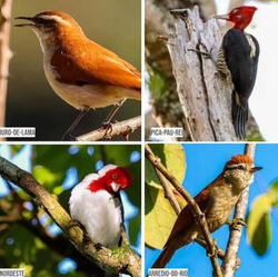 Programa Municipal Cidade das Aves