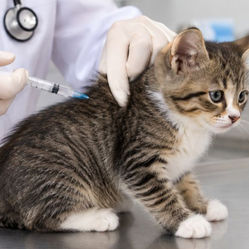 Vacinação contra a raiva para PETS será realizada no