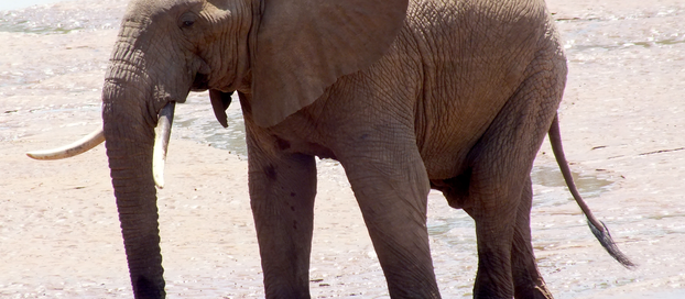 How An Elephant Is Seen…And Protected