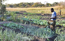 sustainable agriculture.png