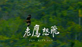 【老鷹想飛】―― 天空中翅膀的痕跡