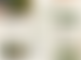 How to Start a Patio Garden in April (Northeast Florida, 2026) — Budget-Friendly Guide ($250 or Less)