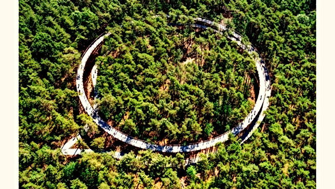 Fietsen door de Bomen wint prestigieuze Dezeen award