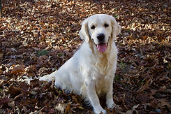 Aiyanna beautiful golden retriever.jpeg