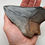 Thumbnail: Megalodon Tooth