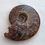Thumbnail: Ammonite Cleoniceras sp.  (am10)
