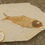 Thumbnail: Fossil Fish Knightia