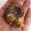 Thumbnail: Ammonite Douviliceras sp.   am11