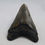 Thumbnail: Megalodon Tooth