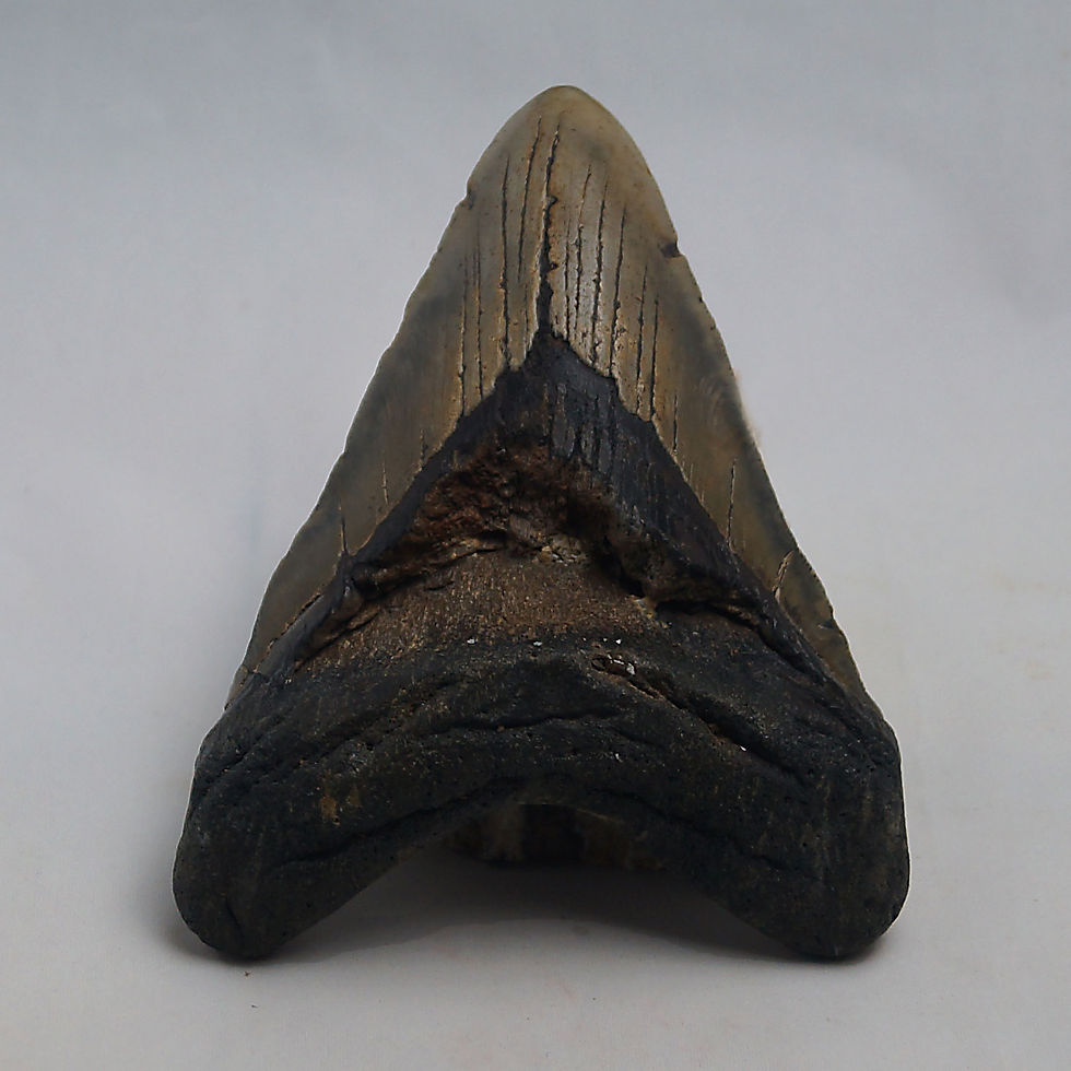 Thumbnail: Megalodon Tooth