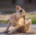 brown-dog-scratching-itself-royalty-free-image-1618849483..jpeg