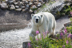 Ranua Wildlife Park Day Trip
