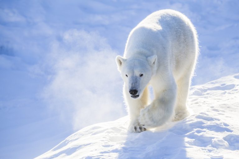 Day Trips & Combos tours in Lapland