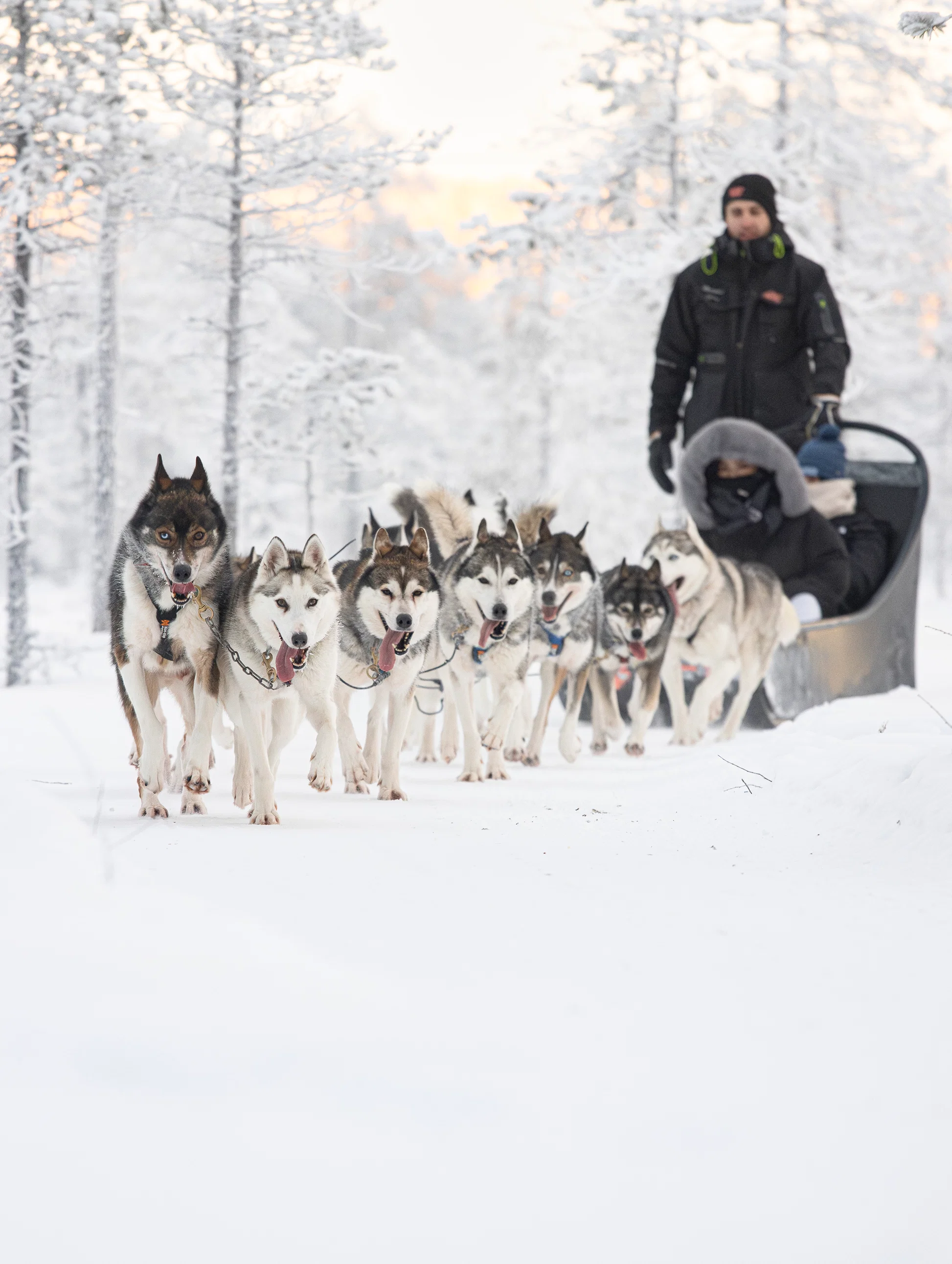 Husky Tours tours in Lapland